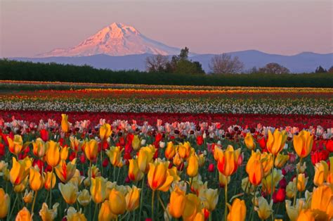 Wooden shoe tulip farm - Portland. $ 12.00 – $ 55.00. With a bluish-purple base this vibrant coral-red flower will stand out despite its height. Introduced in 2000. Color: Red. Height: 8-10". Blooming Season: Early Spring. Zone: 3-7.